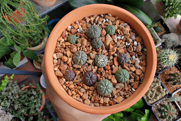 Various types of Astrophytum Asterias cactus also known as the Sea Urchin Cactus. Top view image.
