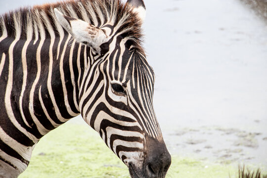 zebra in zoo