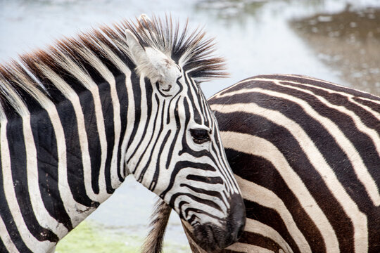 zebra in zoo