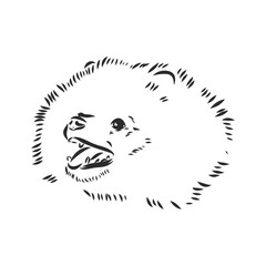 Vector black and white illustration of dog breed Pomeranian isolated on white background spitz vector sketch