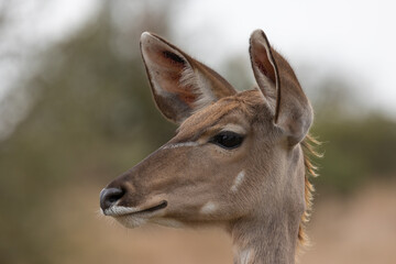 Kudu cow, head close up
