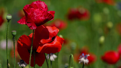 fiori e papaveri