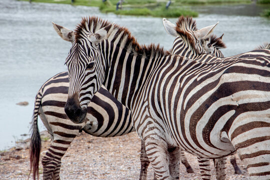 zebra eating grass
