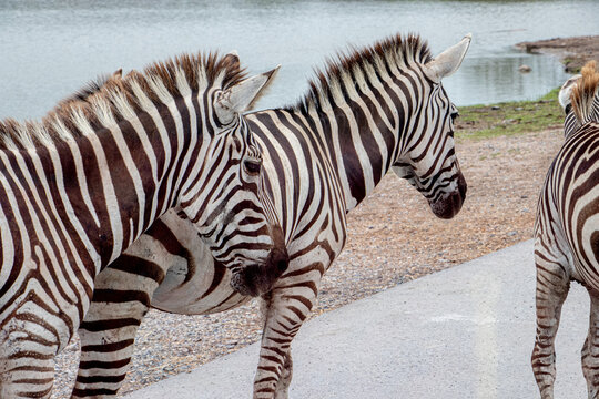 zebra in the zoo