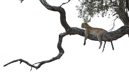 Leopard relaxing on a branch of a leadwood tree, white background