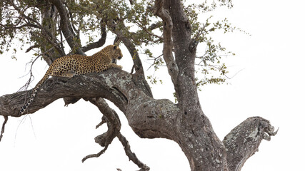 Fototapeta na wymiar Leopard relaxing on a branch of a leadwood tree, white background