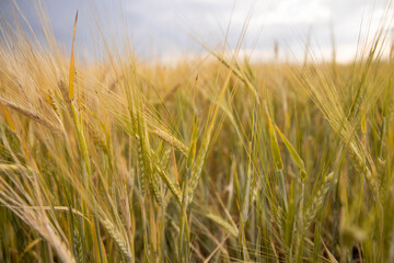 field ears of wheat rye barley green
