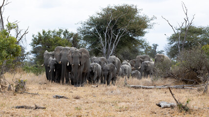A breeding herd of African elephants approaching