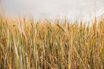 field ears of wheat rye barley