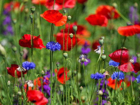 fiori e papaveri