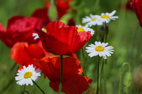 fiori e papaveri