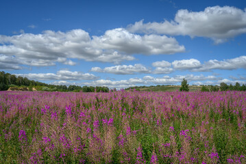 A field of willow-tea flowers on a summer day against the backdrop of hills and forest. Beautiful blue sky with cumulus white clouds. Fireweed blooms to the horizon. Ivan tea is purple. Russia (Ural) 