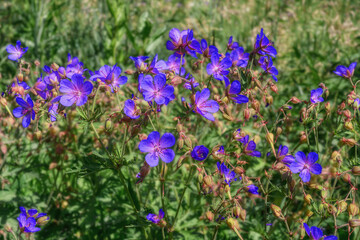 Obraz premium Meadow geranium Violet of blue color, meadow crane in summer. A wild-growing medicinal herb with blue-purple flowers. A wild geranium bush with brittle stems. Russia (Ural) 