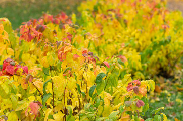 Obraz premium Autumn lush Spirea bush with yellow leaves with a beautiful bokeh