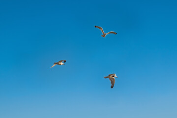 Three seagulls isolated on blue sky background. Group of flying birds