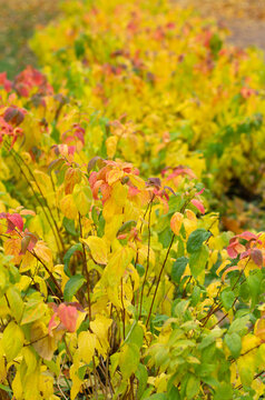 Autumn lush Spirea bush with yellow leaves with a beautiful bokeh vertical orientation © Dmitriy Os Ivanov