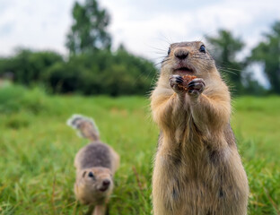 Gophers on the lawn are queue up for a treat. Close-up.