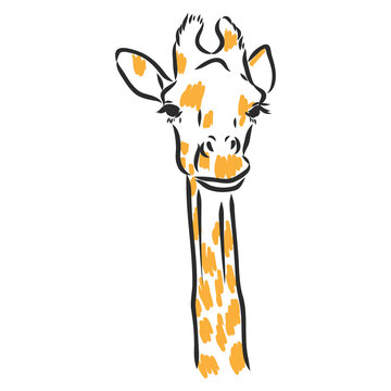 Giraffe - isolated vector with spots giraffe vector
