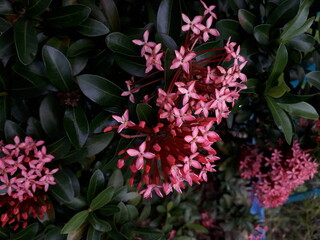 pink flowers bloom in the garden