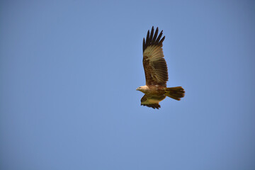 Eagle in flight