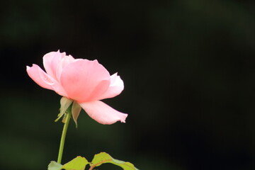 Fototapeta premium 一輪の赤い薔薇