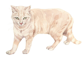 The cat on white background. Hand painted watercolor illustration.