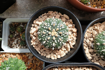 Astrophytum Asterias cactus also known as the Star Cactus. Top view image.