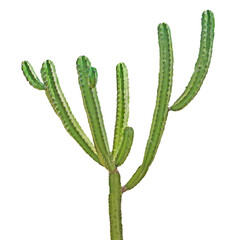 Cactus isolated on white background