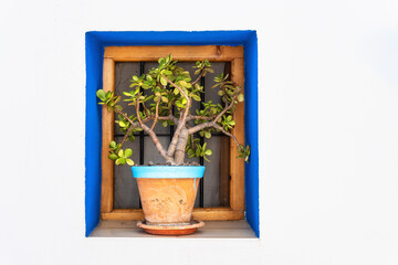 White facade window with blue edges adorned with a pot with a plant inside. 