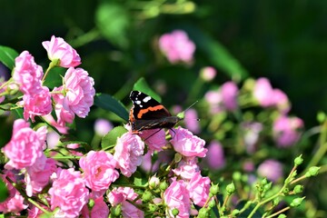 An Admiral-Vanessa atalanta- butterfly in pink rose bush