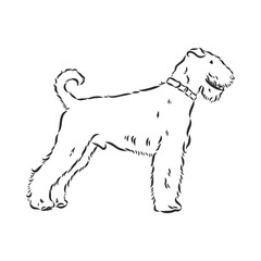 Airedale Terrier Dog. hand drawn. Vector illustration