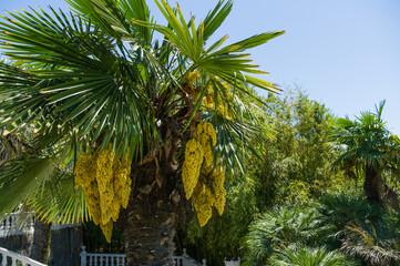 Fototapeta premium Beautiful blooming Chinese windmill palm (Trachycarpus fortunei) or Chusan palm. Close-up of yellow flowers in spring Arboretum Park Southern Cultures in Sirius (Adler) Sochi. Nature concept