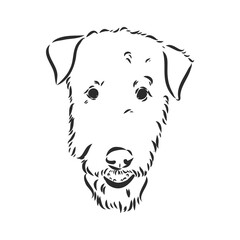 Airedale Terrier Dog. hand drawn. Vector illustration