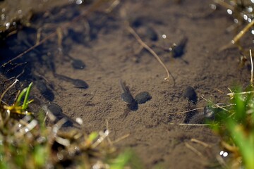 Têtards eau ruisseau - animal aquatique grenouille