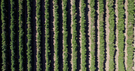 Aerial view of a coffee farm. Coffee plantation. Coffee growing. 4K.