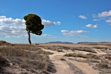 Fototapeta na wymiar landscape with lonely tree and arid terrain background. Climate change