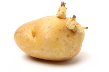 Old potatoes with sprouted shoots on a white background 