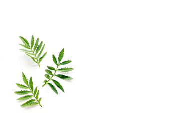 Naklejka premium Layout of green leaf and branches isolated on white. Overhead view