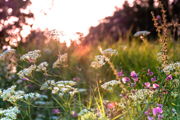 Beautiful wildflowers on a green meadow. Warm summer evening with a bright meadow during sunset....