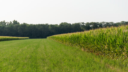 Agricultural field. Nature landscape. Agronomy concept. Green farm field. 