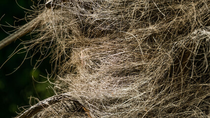 Close-up trunk Chinese windmill palm (Trachycarpus fortunei) or Chusan palm with hairy bark. Trunk texture in spring Arboretum Park Southern Cultures in Sirius (Adler) Sochi. Nature concept