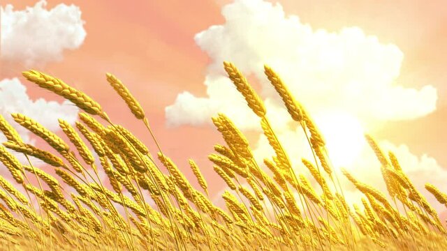 cute field of wheat spikelets at sunrise background