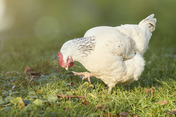 Close up of free range white Sussex chicken