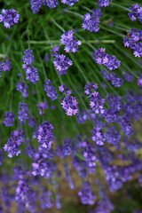 ラヴェンダーの花穂