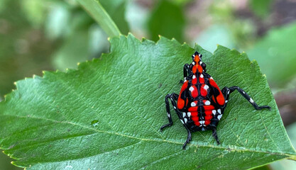 Spotted Lanternfly late nymph on a birch leaf.