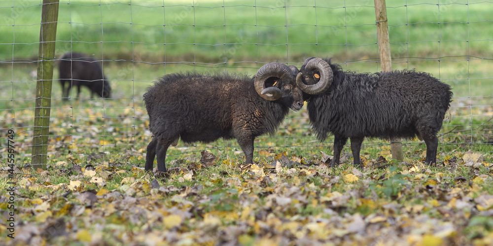 Wall mural two male black ouessant ram head against head in autumn meadow