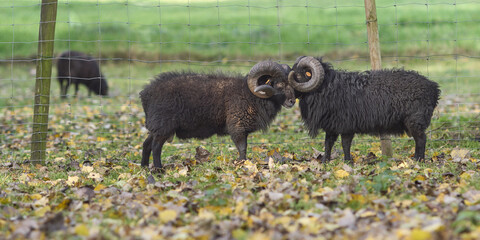 Two male black ouessant ram head against head in Autumn meadow