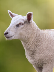 Fototapeta premium Close up portrait of a white lamb