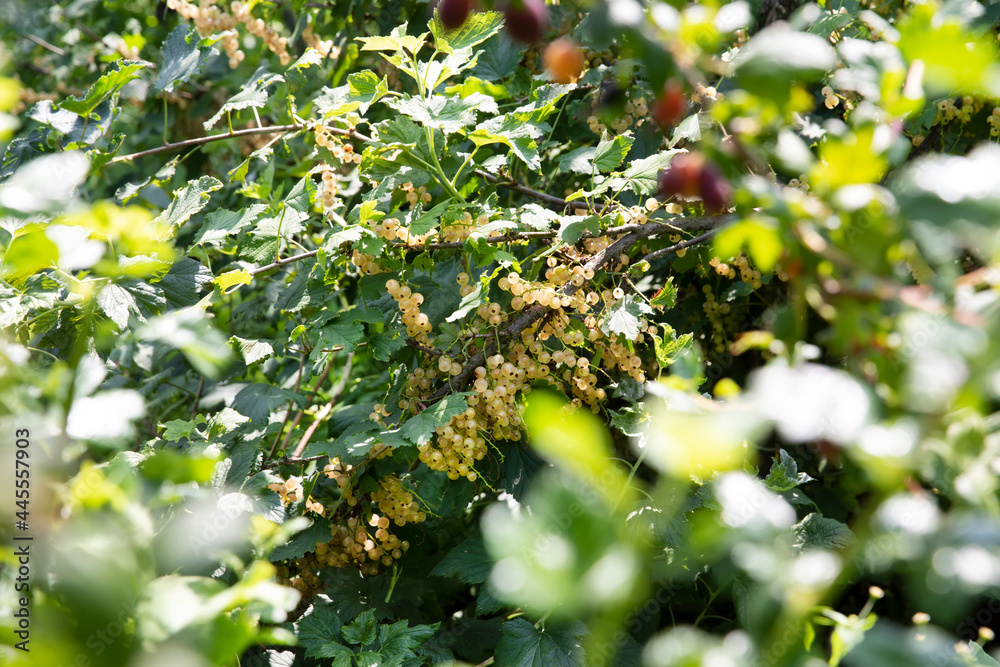 Wall mural Ripe white currant hanging on the branches in the garden.