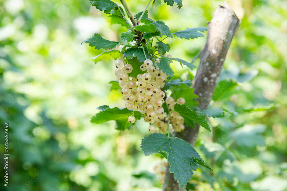 Wall mural Ripe white currant hanging on the branches in the garden.